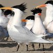 Elegant Tern
